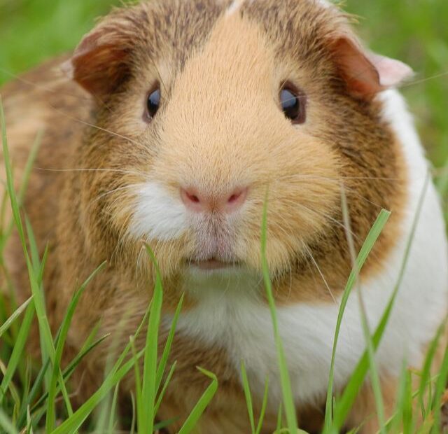 Do Guinea Pigs Like Music?