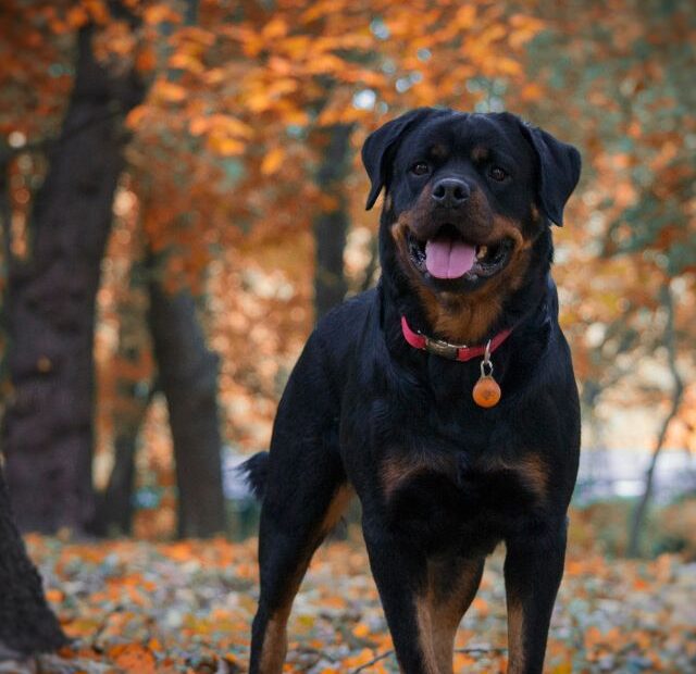 4 Reasons Why Rottweilers Are Good With Kids