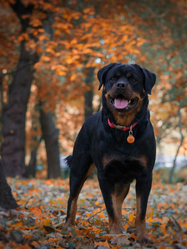 4 Reasons Why Rottweilers Are Good With Kids