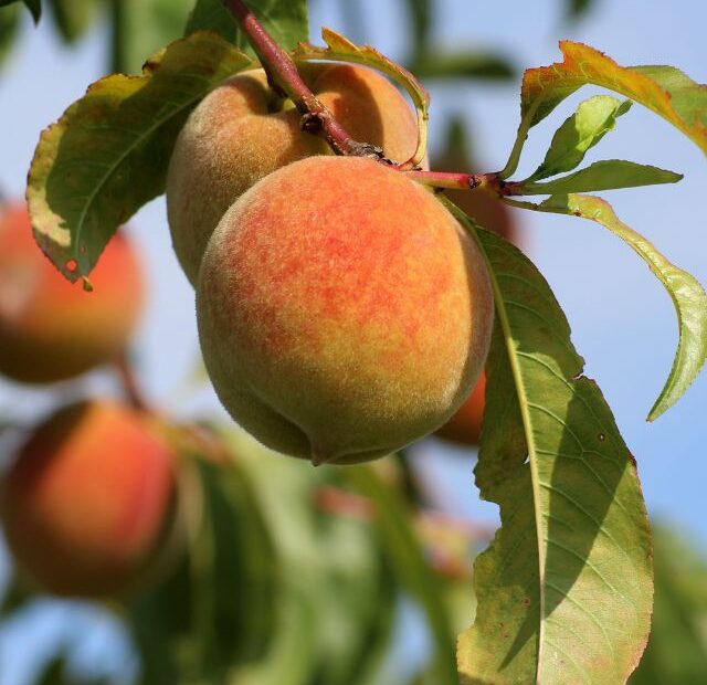 Nutritional value of peaches