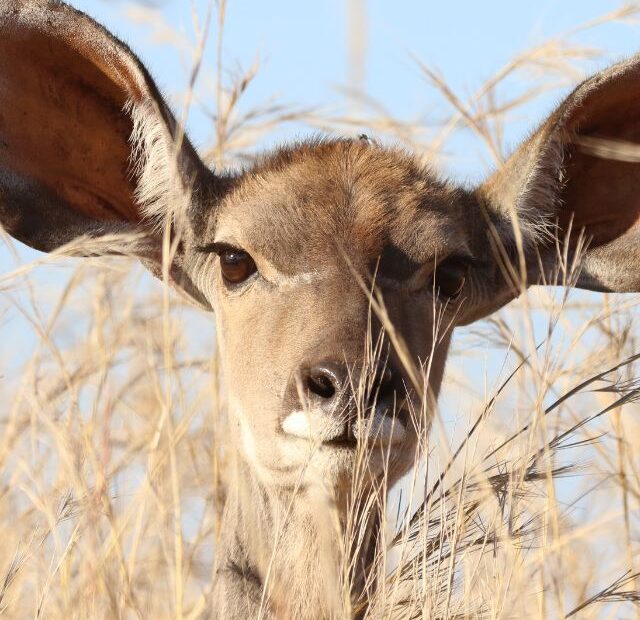 Top 4 Cute Animals with Big Ears