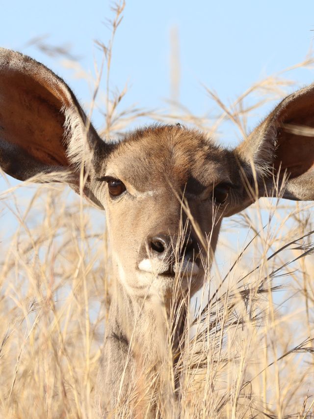 Top 4 Cute Animals with Big Ears