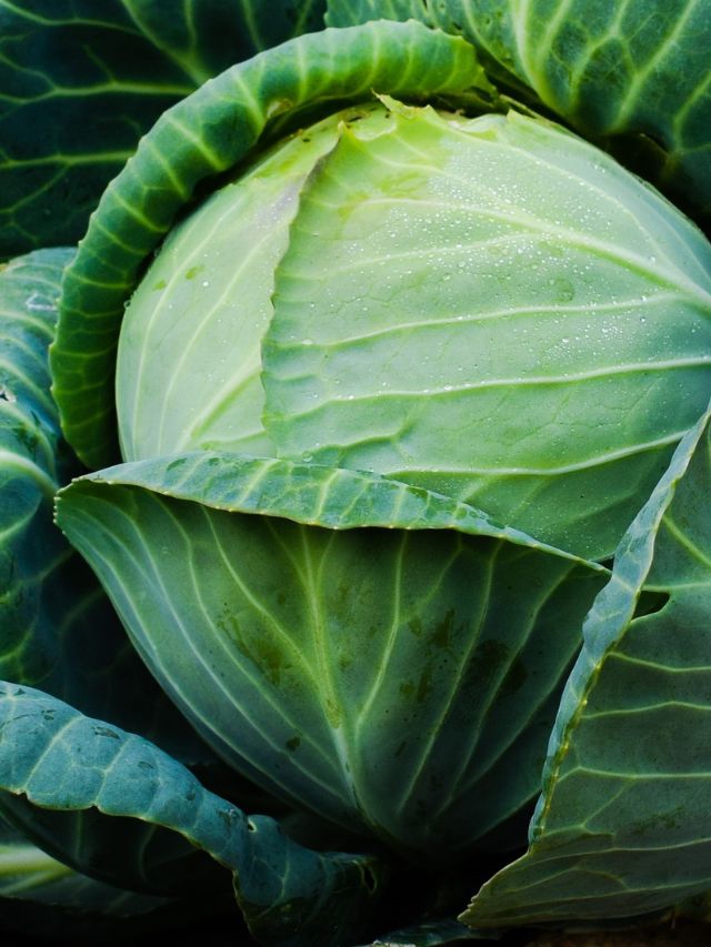 What are the side effects of eating cabbage?
