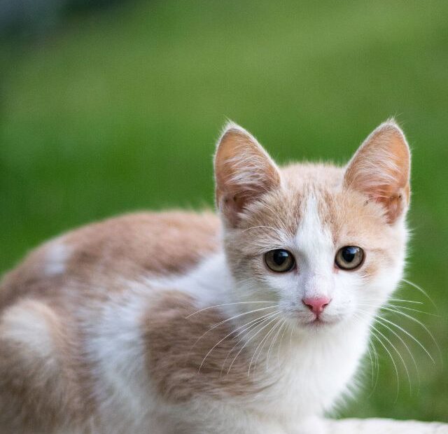 Are Cashews OK for Kittens?