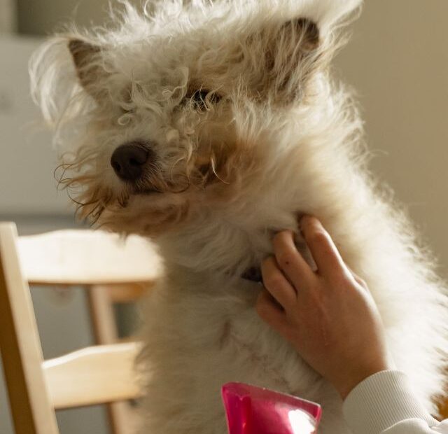 How Do You Dry Your Dog’s Hair Using A Hairdryer?