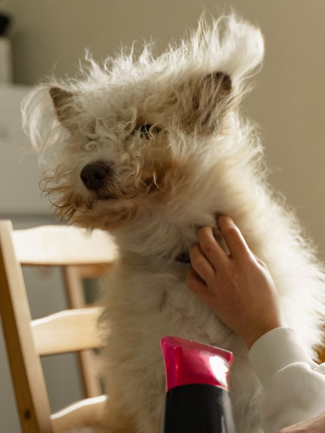 How Do You Dry Your Dog’s Hair Using A Hairdryer?