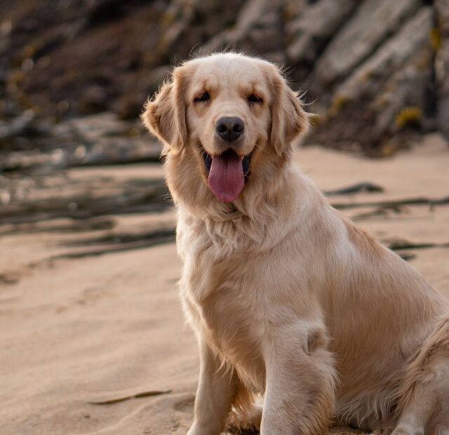 Why Golden Retrievers Are Good Family Pets