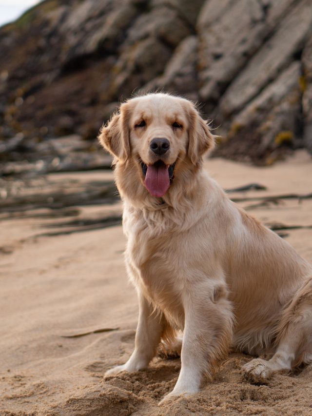 Why Golden Retrievers Are Good Family Pets