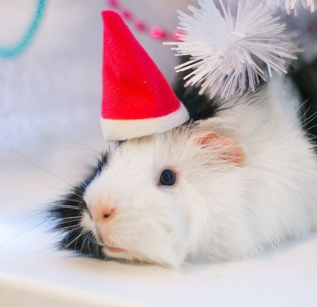 How Much Guinea Pig Lifespan?