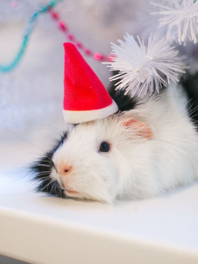 How Much Guinea Pig Lifespan?