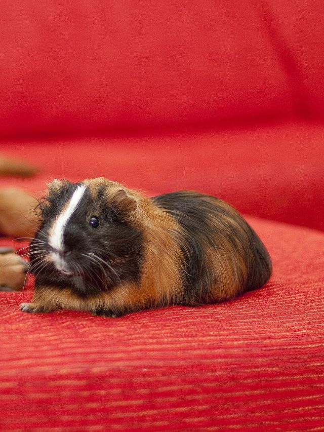 Toxic Foods for Guinea Pigs