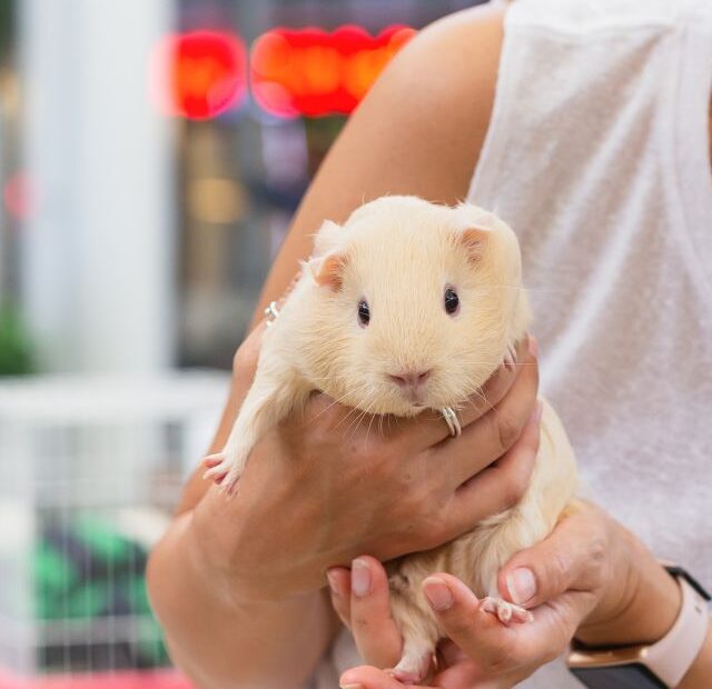 6 Reasons Why Guinea Pigs Make Great Pets