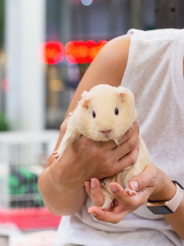 6 Reasons Why Guinea Pigs Make Great Pets