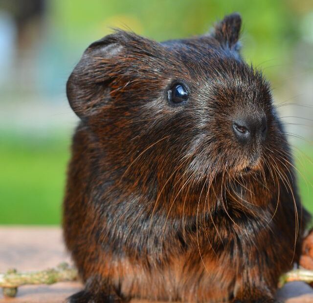 Can Guinea Pigs Eat Meat?