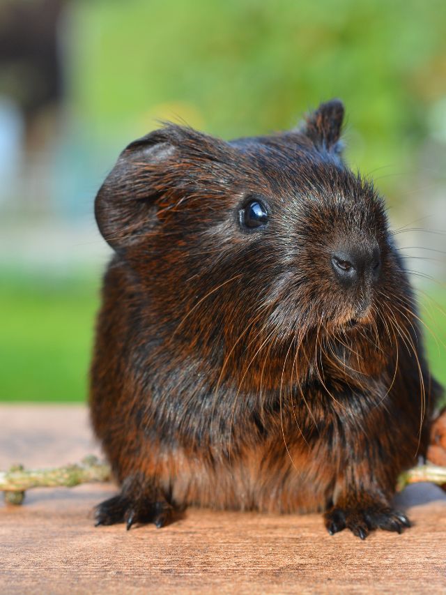 Can Guinea Pigs Eat Meat?