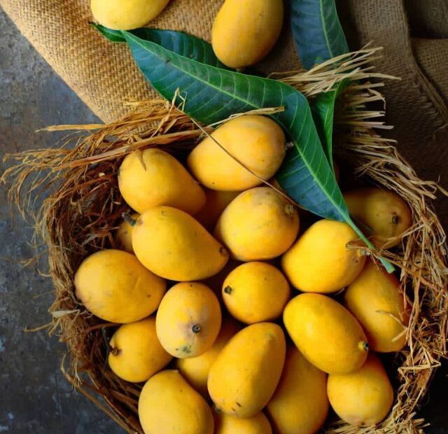 Hazards of serving mangoes to guinea pigs