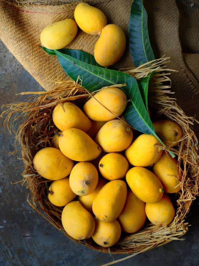 Hazards of serving mangoes to guinea pigs