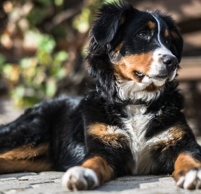 Bernese mountain dog facts