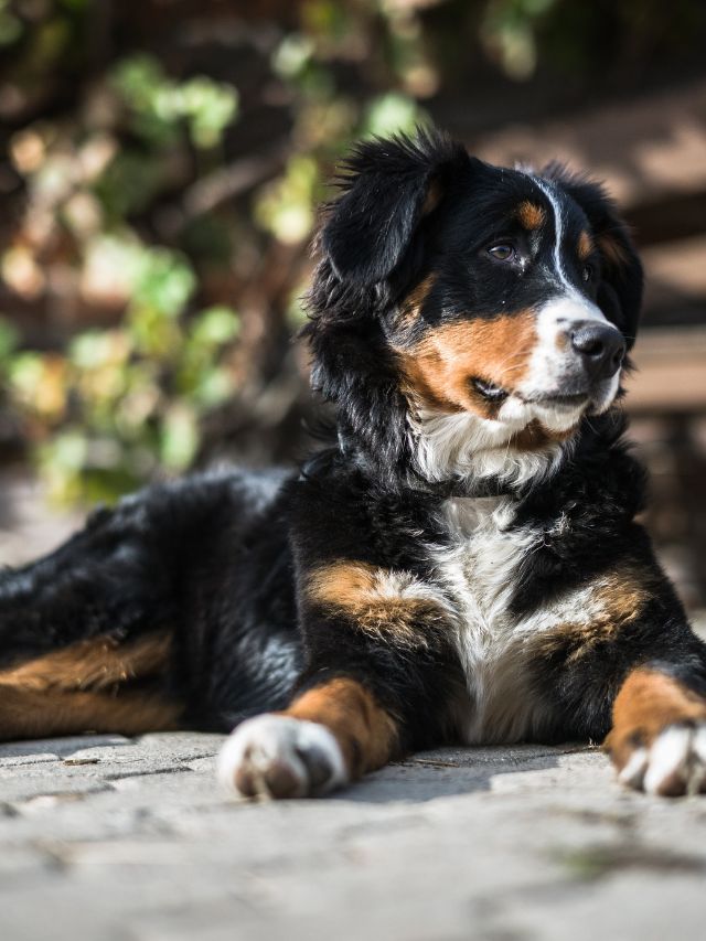 Bernese mountain dog facts