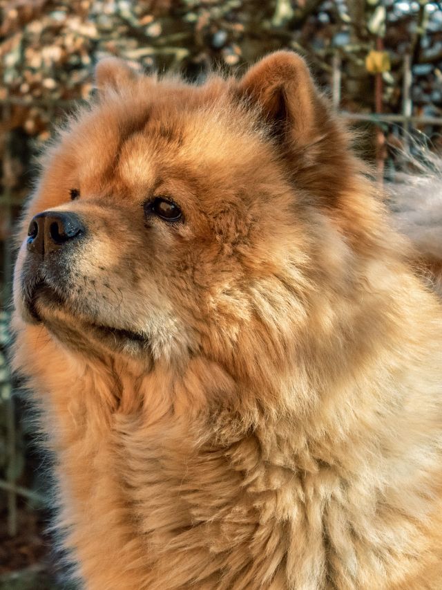 Are Chow Chow Obedient dog?