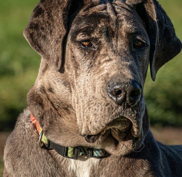 Are Great Danes Wise Dogs?