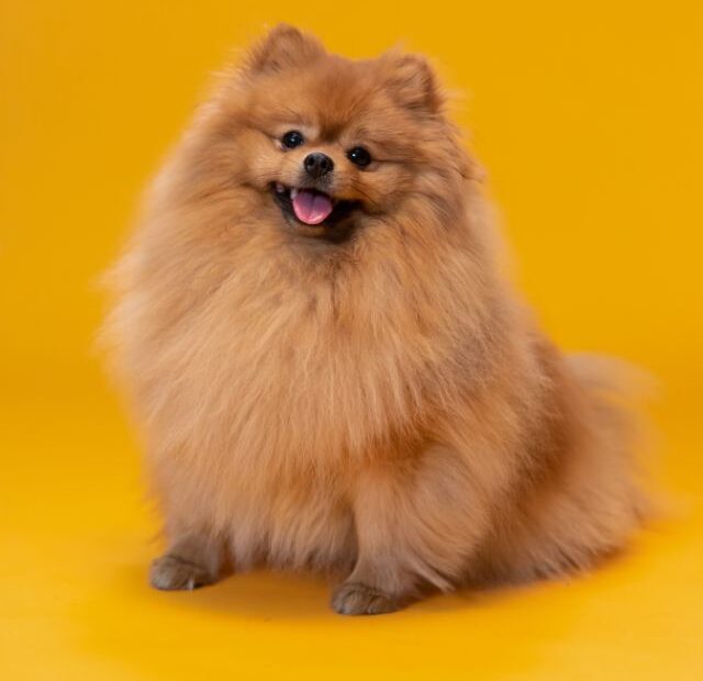 Top 3 Big Fluffy Dog Breeds You’ll Want to Hug