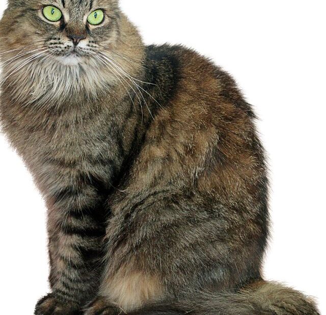 Are Maine Coon Cats Indoor Cats?