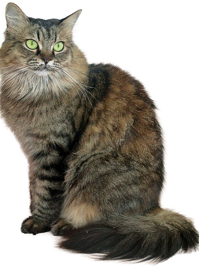 Are Maine Coon Cats Indoor Cats?