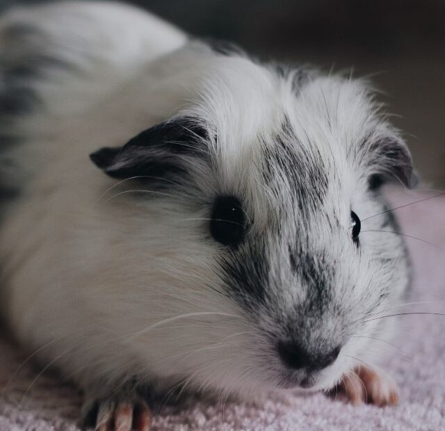 Why Did My Guinea Pig Stop Eating?