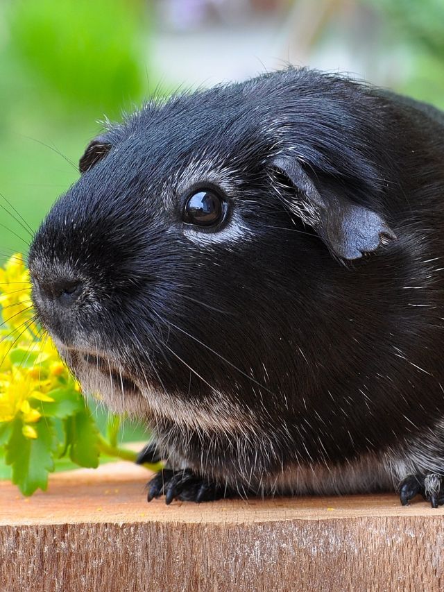 Can guinea pigs go out in the rain?
