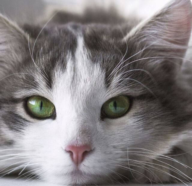 Which Cat Is the Purrfect Match for Your Zodiac Sign