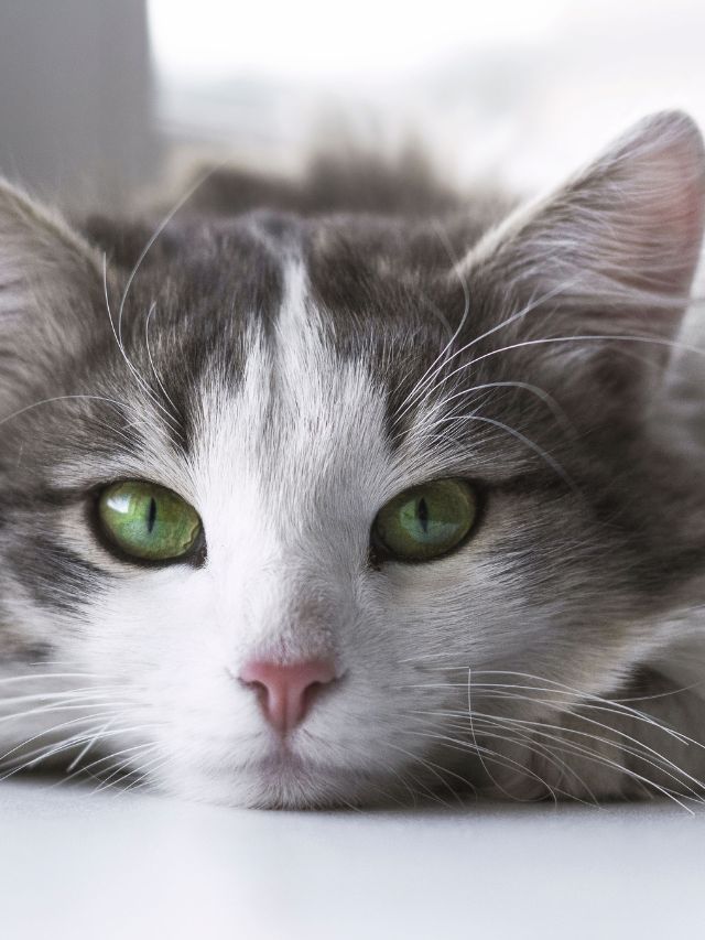 Which Cat Is the Purrfect Match for Your Zodiac Sign